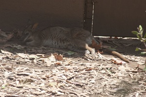 316-4872 San Diego Zoo - Parma Wallaby